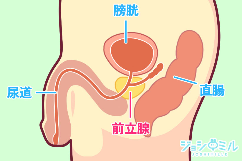 STEP3.前立腺を探しながらアナルをほぐす