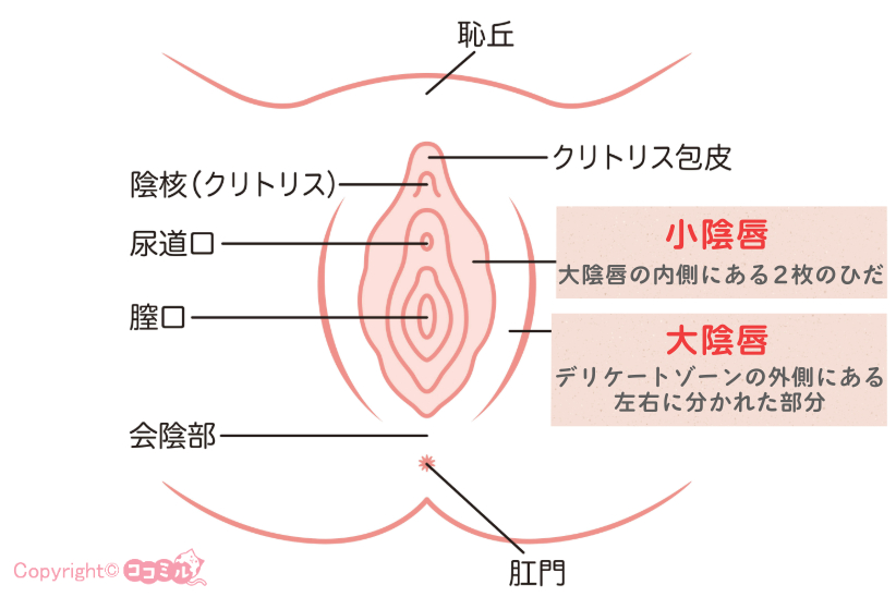 STEP.3 下着を脱いで大陰唇と小陰唇にアプローチする|ジョシミル