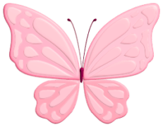 華やか蝶々